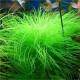 Eriocaulon Setaceum IN VITRO - Plante d'aquarium de milieu plan