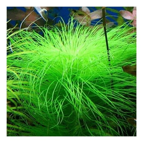 Eriocaulon Setaceum IN VITRO - Plante d'aquarium de milieu plan