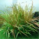Blyxa Aubertii - Plante gazonnante pour aquarium