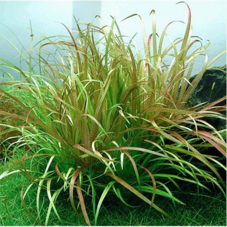 Blyxa Aubertii - Plante gazonnante pour aquarium