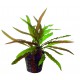 Cryptocoryne Costata - Plante gazonnante facile pour aquarium