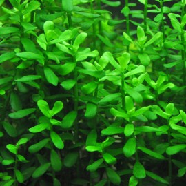 Hedyotis Salzmannii