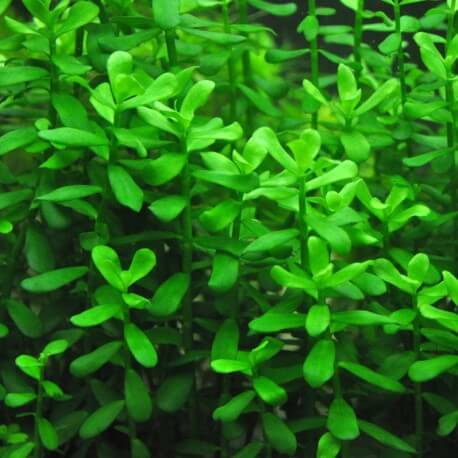 Hedyotis Salzmannii