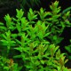 Rotala Macrandra Green
