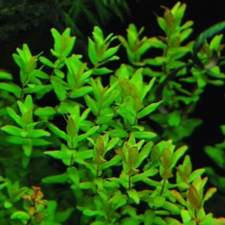 Rotala Macrandra Green