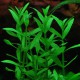Bacopa Crenata - Plante facile pour aquarium