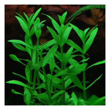 Bacopa Crenata - Plante facile pour aquarium