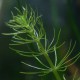 Bacopa Myriophylloides - Plante facile pour aquarium