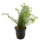 Bacopa Myriophylloides - Plante facile pour aquarium