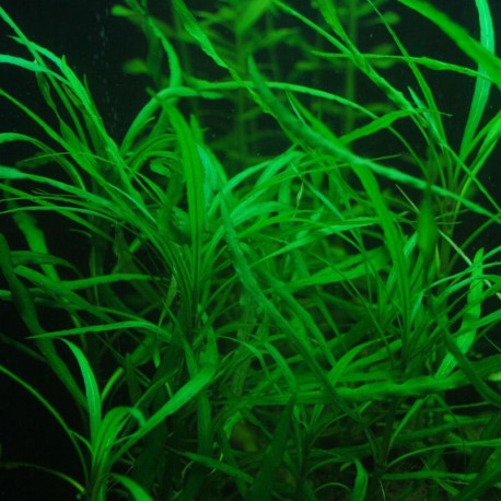 Hygrophila Salicifolia - Plante d'aquarium facile