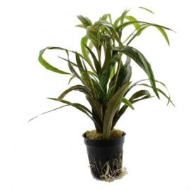 Hygrophila Salicifolia Rubra - Plante d'aquarium facile
