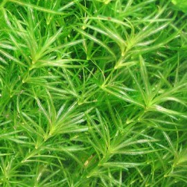 Najas Indica