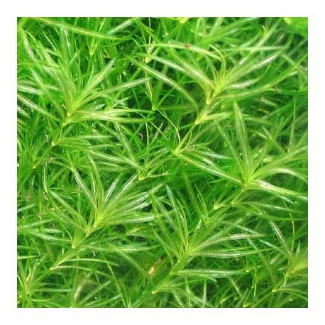 Najas Indica