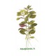 Ludwigia Repens Rubin Tropica