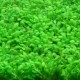 Micranthemum 'Monte Carlo' (ex Elatine Hydropiper ) - Plante d'aquarium gazonnante
