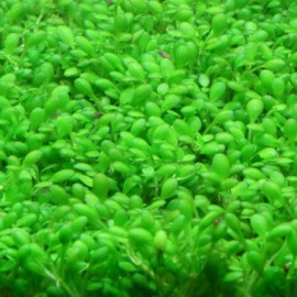 Micranthemum 'Monte Carlo' (ex Elatine Hydropiper ) - Plante d'aquarium gazonnante