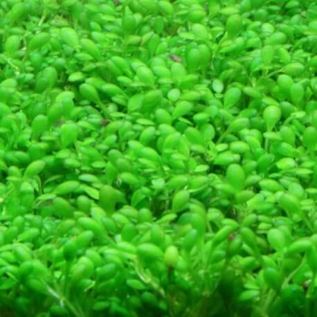 Micranthemum 'Monte Carlo' (ex Elatine Hydropiper ) - Plante d'aquarium gazonnante