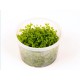 Micranthemum 'Monte Carlo' (ex Elatine Hydropiper ) - Plante d'aquarium gazonnante