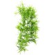 Climber Tropica, pendant