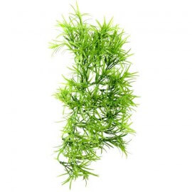 Climber Tropica, pendant