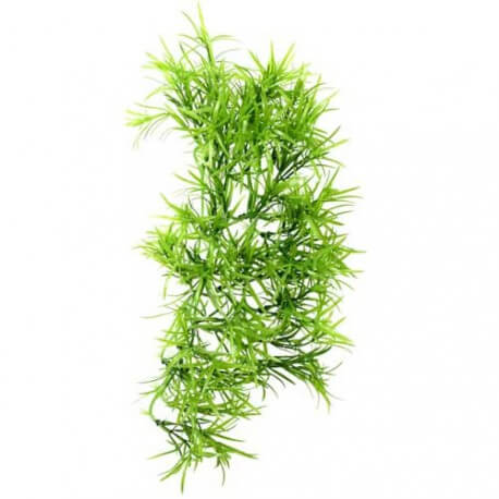 Climber Tropica, pendant