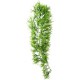 Climber Tropica, pendant