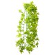 Climber Ivy, Ranke, pendant