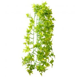 Climber Ivy, Ranke, pendant