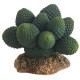 Cactus Atacamma