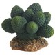 Hobby Cactus Atacamma