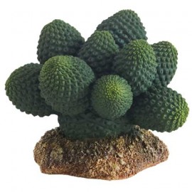 Cactus Atacamma