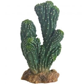 Cactus Victoria 1