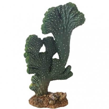 Cactus Victoria 2