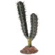 Cactus Kalahari