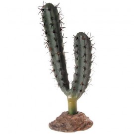 Cactus Kalahari