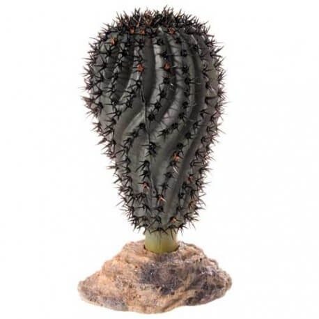 Cactus Sierra Nevada