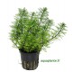 Myriophyllum Mattogrossense Tropica