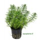 Myriophyllum Mattogrossense Tropica