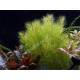 Myriophyllum Mezianum Tropica