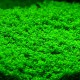 Hemianthus Callitrichoides Cuba - Plante d'aquarium gazonnante