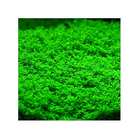 Hemianthus Callitrichoides Cuba - Plante d'aquarium gazonnante