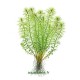 Myriophyllum Mezianum Tropica