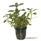 Nesaea Crassicaulis Tropica