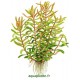 Nesaea Pedicellata Tropica