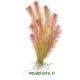 Rotala Wallichii Tropica