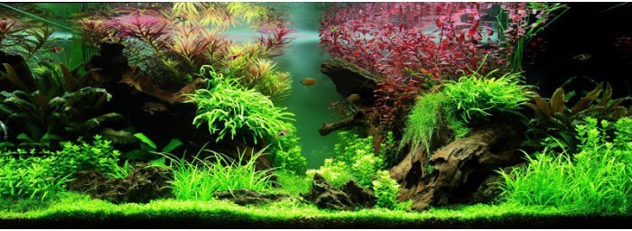 Projet 200 L planté Paysage-aquatique-n80-tropica