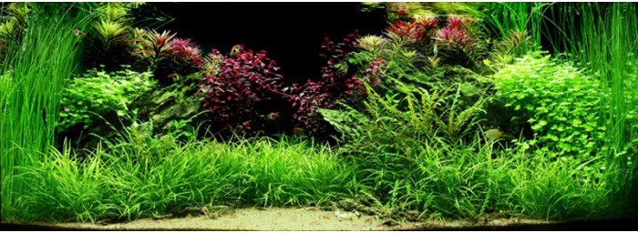 Des conseils pour bien choisir vos plantes et leurs implantations ? Paysage-aquatique-n82-tropica