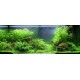 PAYSAGE AQUATIQUE N°79 TROPICA