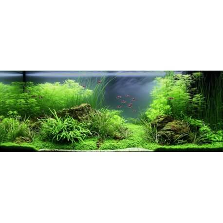 PAYSAGE AQUATIQUE N°79 TROPICA