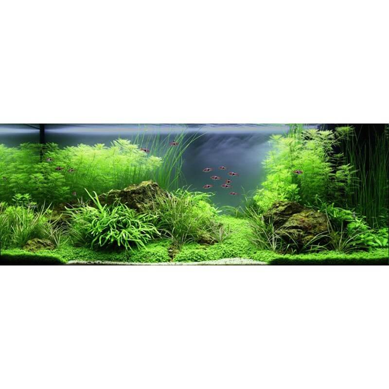 Plante pour aquarium : +400 variétés ! 